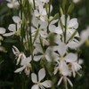 Outsidepride Gaura - 200 Seeds