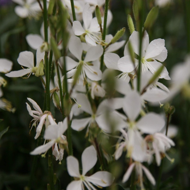 Outsidepride Gaura - 200 Seeds
