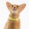 BuddyArmor Safety Cat Collar - U.S. IDA Gold Awarding Design,