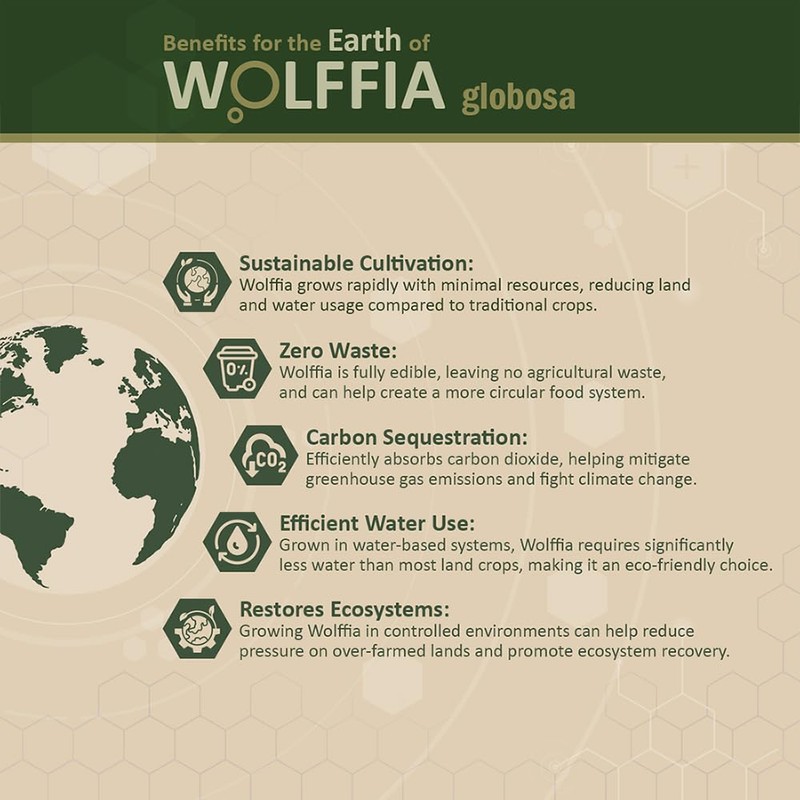 Premium Dried Wolffia globosa Superfood | Low Carb, High Protein