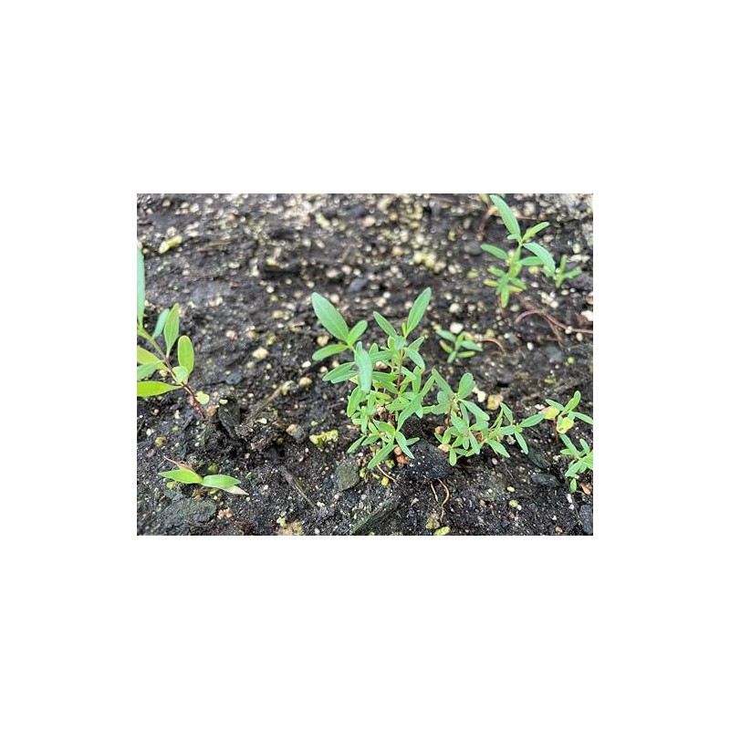 Blue Gum Eucalyptus Seeds, Eucalyptus Globulus Labill, Grown in USA,