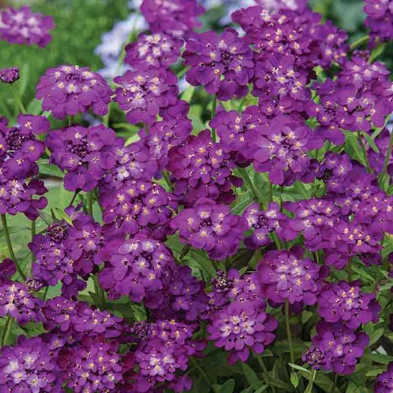 Mixed Candytuft Seeds for Planting - 2000+ Non-GMO & Heirloom
