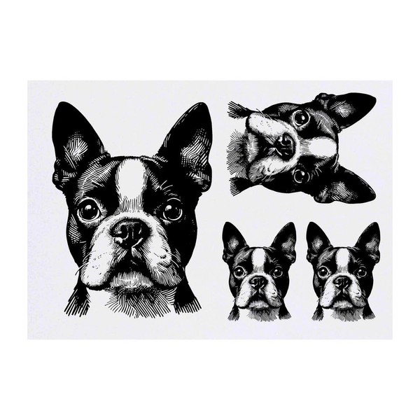 4 x 'Boston Terrier' Temporary Tattoos - Water Resistant, Skin-Safe,