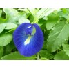 Buy Rare Seeds Clitoria ternatea Single Blue | Butterfly Pea