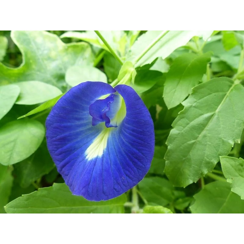 Buy Rare Seeds Clitoria ternatea Single Blue | Butterfly Pea