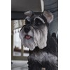 Hi-Line Gift Standing Miniature Schnauzer