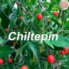 1000 Semillas De Chile Chiltepín Con Buena Germinación