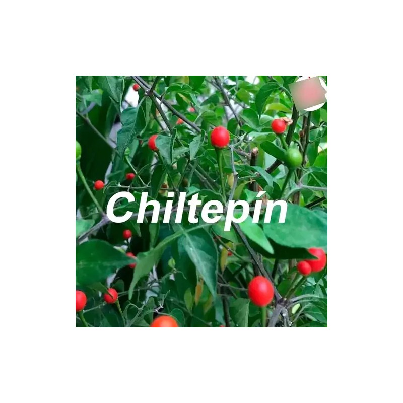 1000 Semillas De Chile Chiltepín Con Buena Germinación