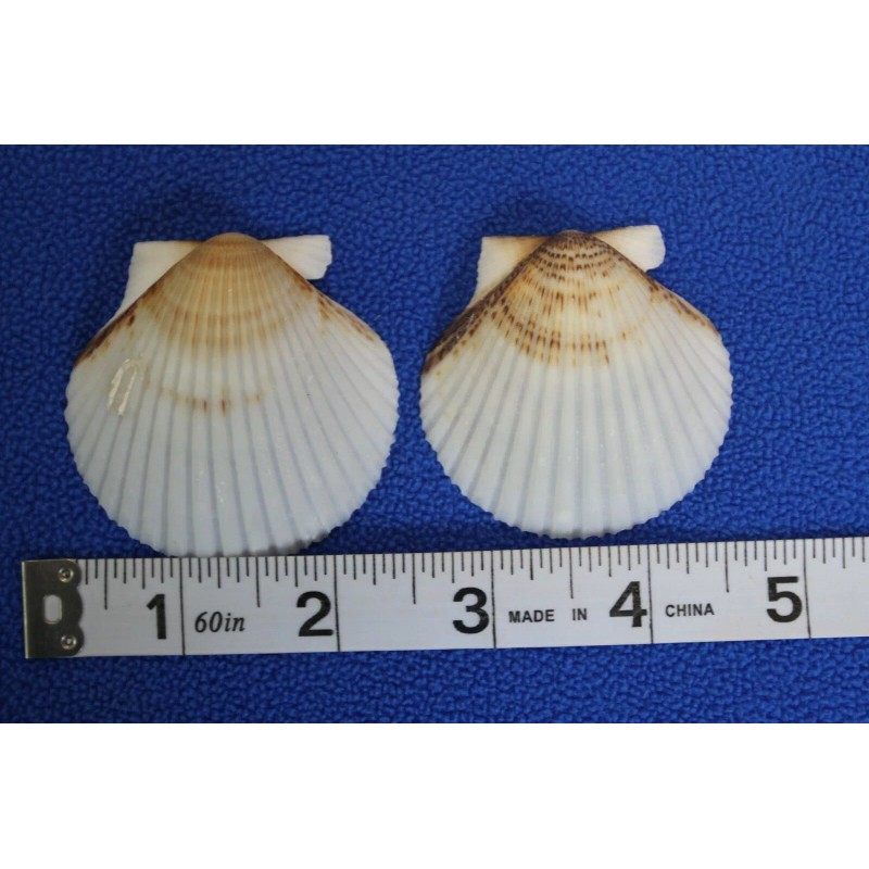 Shorely Yours WHITE FLORIDA SCALLOPS,beach decor,wedding decor,beachc art,gifts SS-71 -