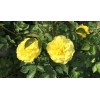 Home-Growth Yellow St. Patrick Rose 3 Stem Cuttings for Rooting/Grafting