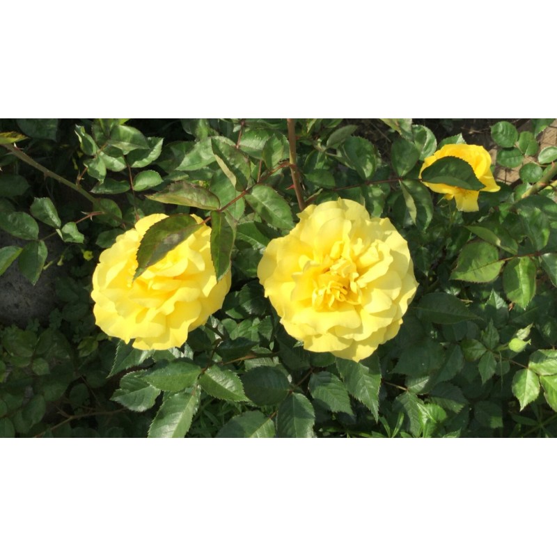 Home-Growth Yellow St. Patrick Rose 3 Stem Cuttings for Rooting/Grafting