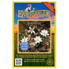 Everwilde Farms - 10 Bloodroot Native Wildflower Seeds - Gold