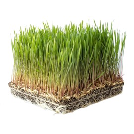 Organic Einkorn Grain Seeds Husk On - 4 Oz ~2800 Seeds - Low Gluten Ancient Wheat Species - Heirloom, Non-GMO - Grow Grain, Wheatgrass, Grind for Flour, More.