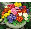 22Day Seeds: Seeds Evening Primrose Garden Mix/Primula/Perennial Flowers