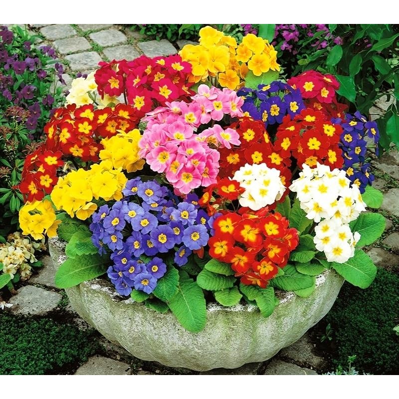 22Day Seeds: Seeds Evening Primrose Garden Mix/Primula/Perennial Flowers