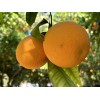 Home-Growth Orange Fruit - 12 Seeds 2025 - USA seller