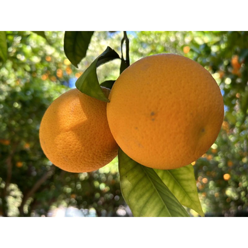 Home-Growth Orange Fruit - 12 Seeds 2025 - USA seller