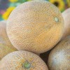 JQBay Cantaloupe Melon Seeds – 25 Seeds Non-GMO Heirloom Variety