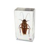 REALBUG Cockroach Paperweight (2.9x1.6x1)