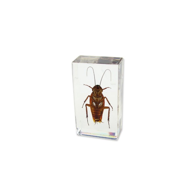 REALBUG Cockroach Paperweight (2.9x1.6x1)