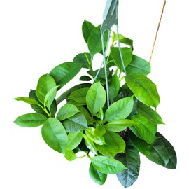 Hoya Shooting Star - Hoya Multiflora - Hoya Plants Live Houseplants - Stunning Shooting Star-Shaped Blooms - Air Purifying Tropical Vine - CA Seller (1 Small Plant in 3.5" Pot)