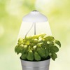 MAXXMEE LED plant light with telescopic rod, optimal light temperature