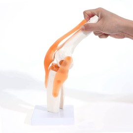 Anatomical Knee Joint with Ligaments Model, Human 1:1 Life Size, for Science Classroom Study, Display Teaching B