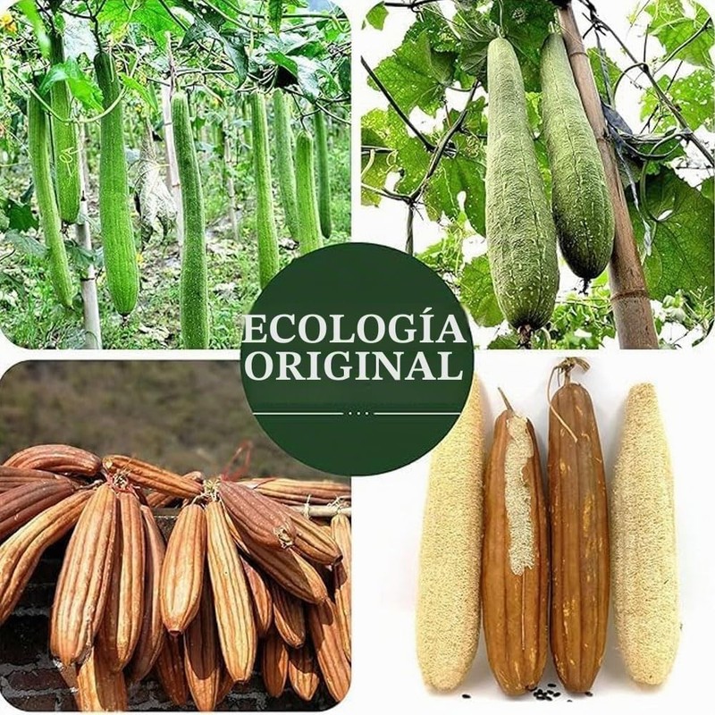 Esponja de baño natural 4 piezas exfoliante corporal de fibra
