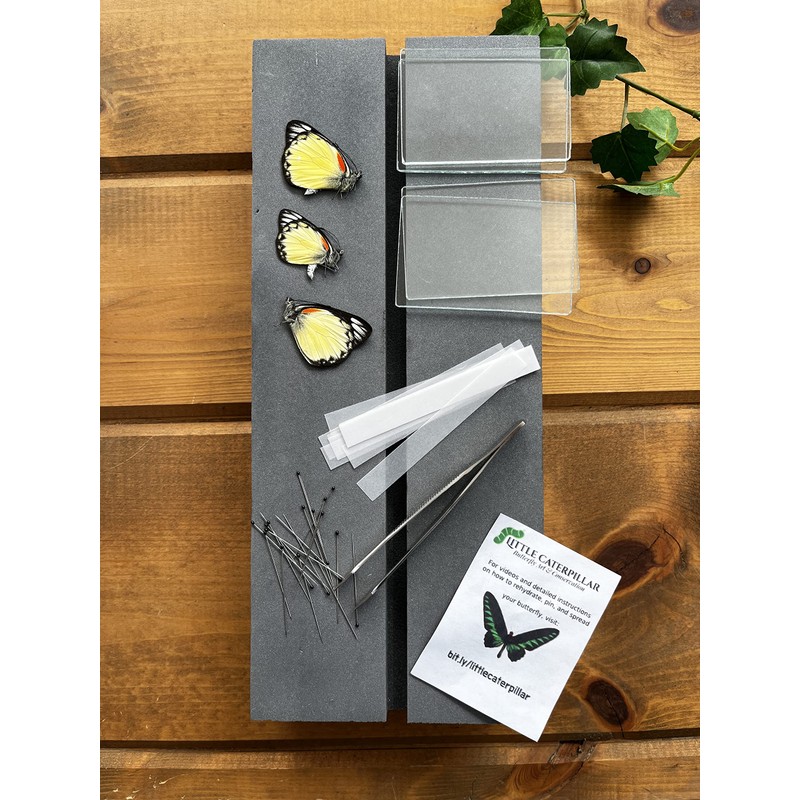 Complete Butterfly Mounting Kit Plus Spreading Board