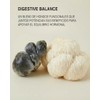 Digestive Balance Micelia Labs | Equilibrio digestivo y bienestar intestinal