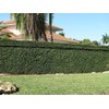 Creeping Fig Vine - Ficus Pumila - 20 Live Fully