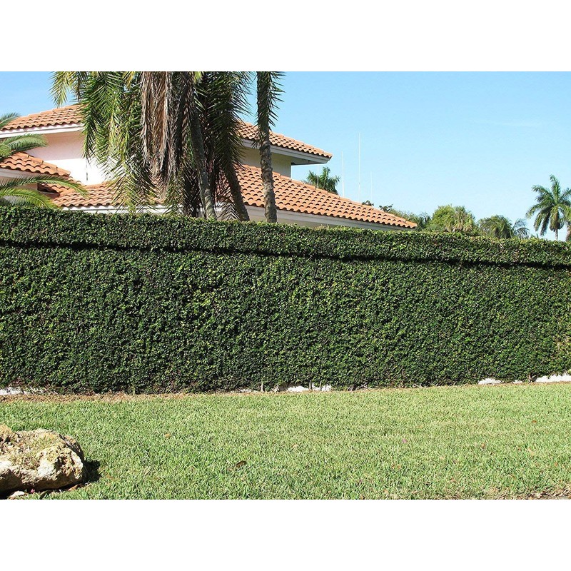 Creeping Fig Vine - Ficus Pumila - 20 Live Fully