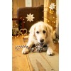 Petface Tri-Coloured Rope Ball Christmas Dog Toy with Handle (Pack