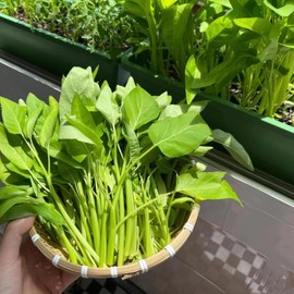 1200+ Kong Xin CAI Vegetable Seeds Water Spinach Kangkong Delicious Vegetable Seeds for Green Leaf Planting Garden Non-GMO Choy Ong Seed