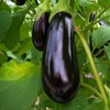 250 Florida Market Eggplant Seeds Heirloom, Premium Non-GMO, Open Pollinated, US Grown Seed, Always Fresh!