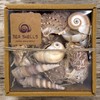 MIJOMA Decorative Shell Set - Natural Shells for Creative Decoration
