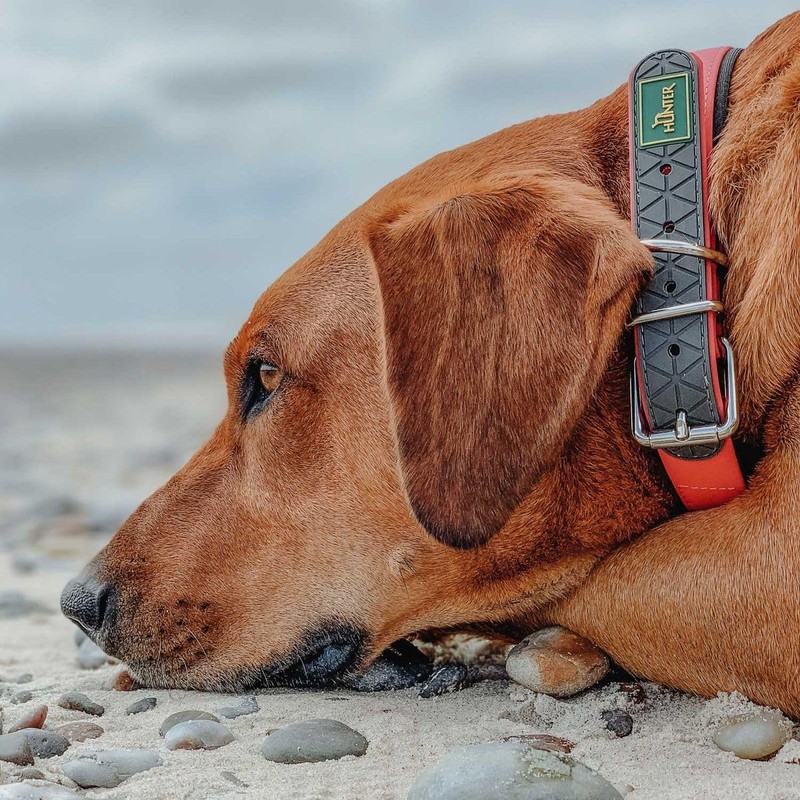 Hunter Convenience Comfort Dog Collar Plastic Material Neoprene 35 XS-S