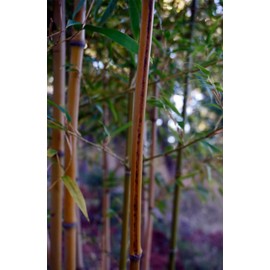 50 Black Stripe Bamboo Seeds Perennial Ornamental Seed Privacy