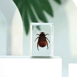 Taanfu Insect in Resin Bug Preserved Specimen Collection Paperweights Resin Insects Specimen for Office Men Women Biology Science Teacher Education Bug Supplies with Magnifier (zong Jing GUI)