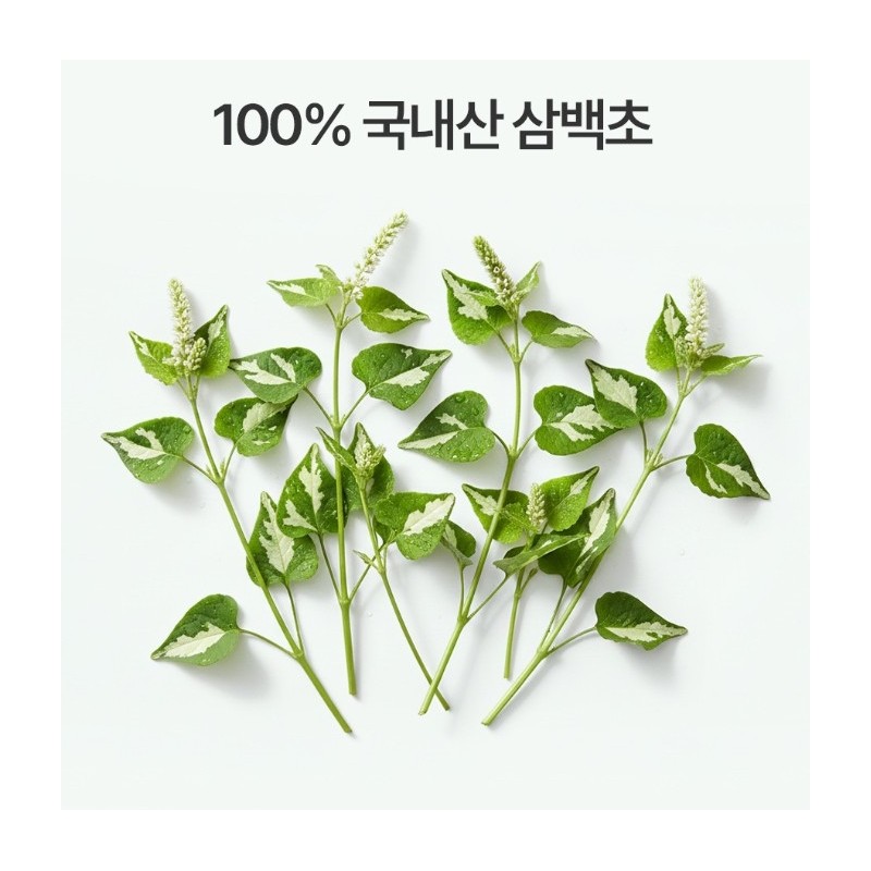 Pure Zoom Sambaek Chom extract efficacy Coen Macmundong 60 tablets