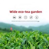 Oolong Tea 8.81oz /250g（30Bags）Phoenix Dancong （Honey Orchid Aroma）Chao Zhou Feng