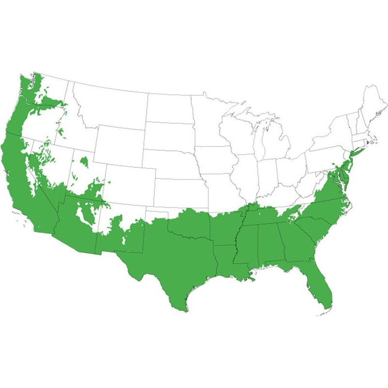 Zhuzhou LOROPETALUM - Size: 3 Gallon, Live Plant, Includes Special