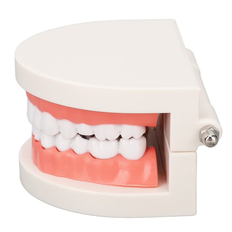 Dental Disease Caries Teeth Model Resin Simulation Teaching Prop Dental