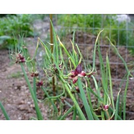 Egyptian Walking Onions Topset Bulbs, Heirloom Perennial Multiplier Onion, Organic Tree Onion Bulbils, 20 Count, Fall Planting