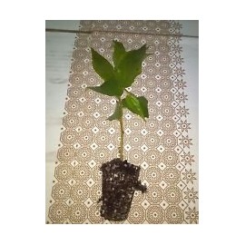 Jamaican Cherry aka Strawberry Tree Muntingia calabura live healthy plant