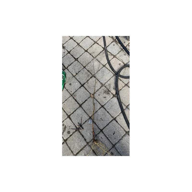 live plant 2-3 year old White Mulberry (Morus alba) plant,