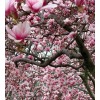 Tree Ann Magnolia Tree/Shrub - 6-12" Tall Live Plant -