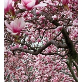 Tree Ann Magnolia Tree/Shrub - 6-12" Tall Live Plant - 2.5" Pot - Potted Seedling