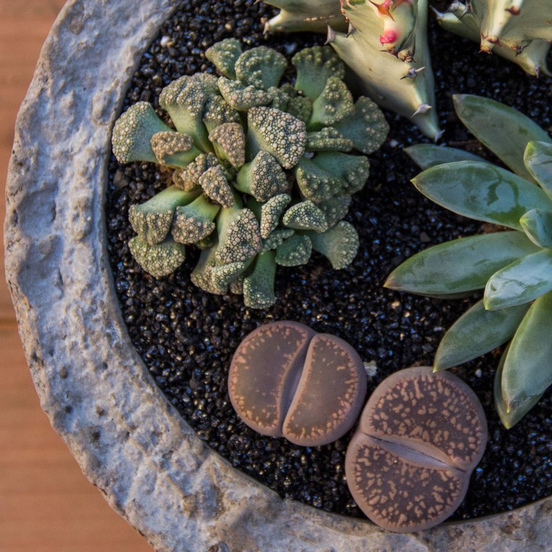 Altman Plants, Mimicry Succulents Plants Live Mini Succulents (4 Pack),