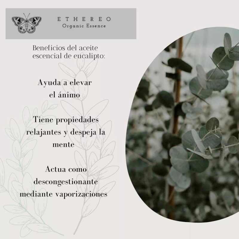 Ethereo Aceite Esencial Eucalipto, Aromaterapia, 100% Orgánico, 10ml